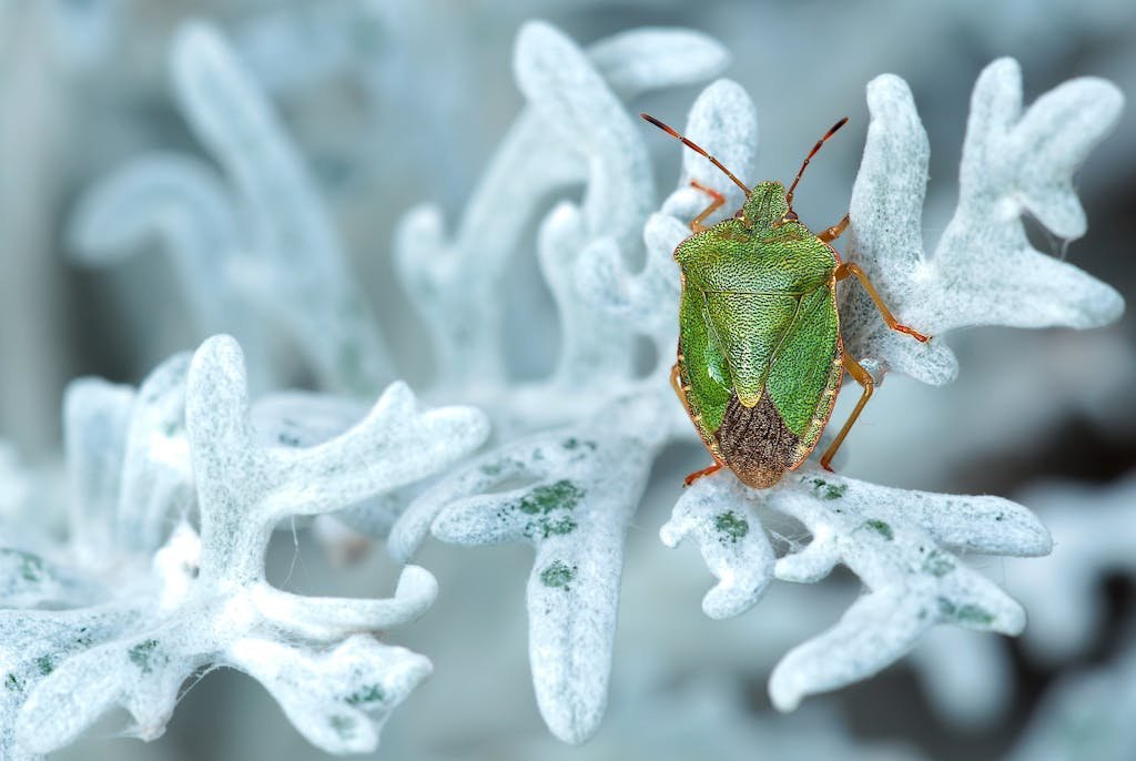 Close-up image of a green shield bug perched on unique silver foliage, showcasing its detailed texture.